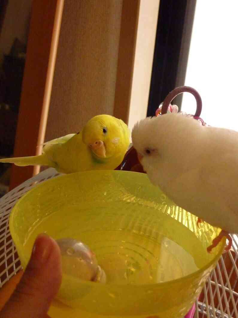 小動物飼ってる人、集まれ！