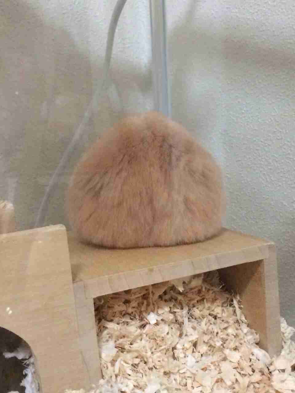 小動物飼ってる人、集まれ！