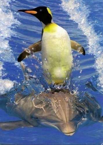 もし動物に変身できたら