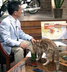 テレ東のニュース番組のアイドル猫「まーご」が自由すぎる　