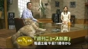 テレ東のニュース番組のアイドル猫「まーご」が自由すぎる　