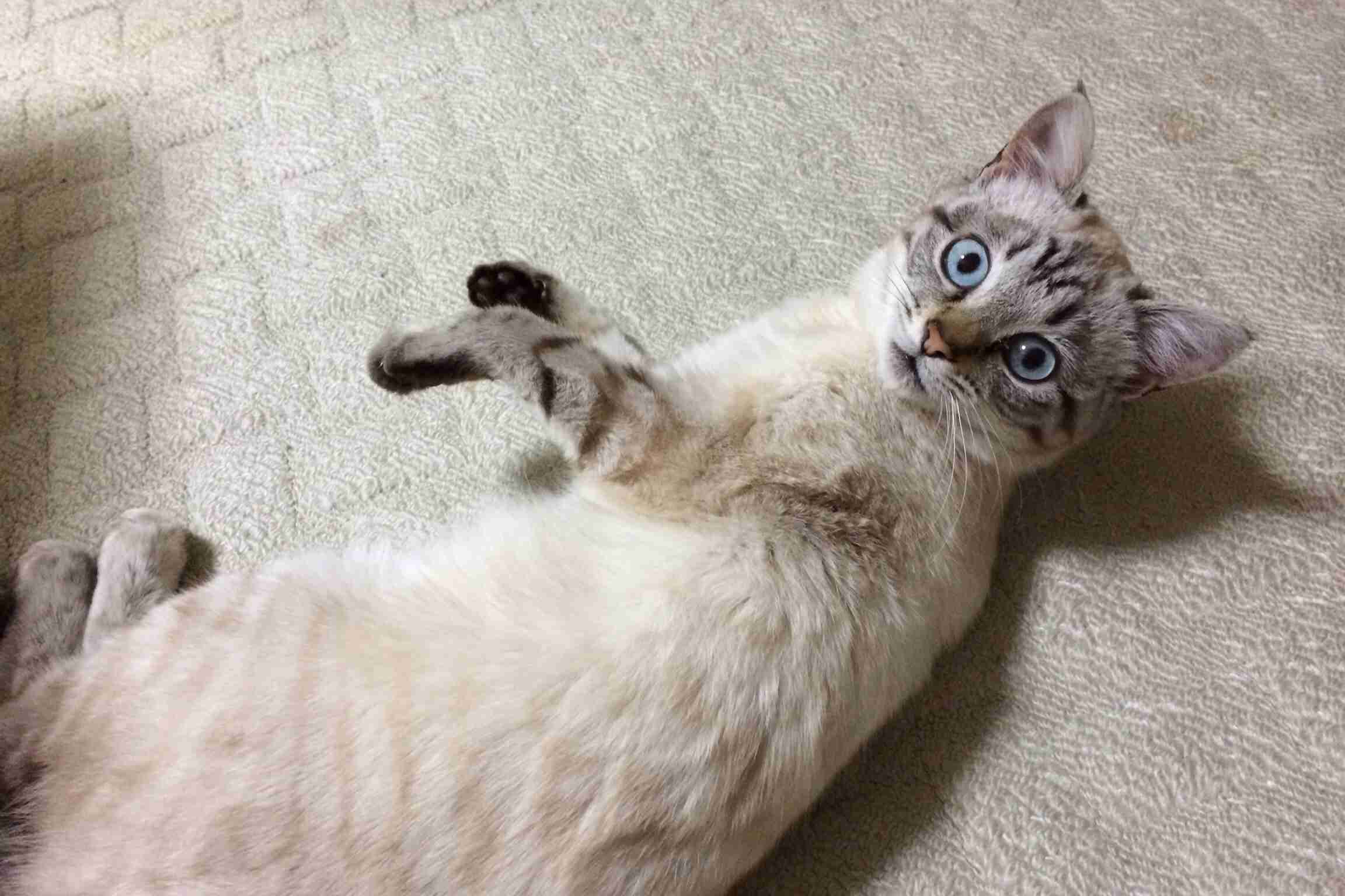 ドジって気まずい感じの猫の表情ｗｗ