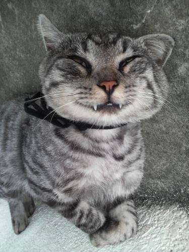 ドジって気まずい感じの猫の表情ｗｗ