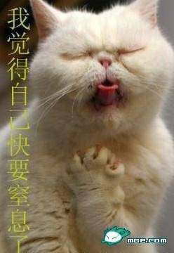 ドジって気まずい感じの猫の表情ｗｗ