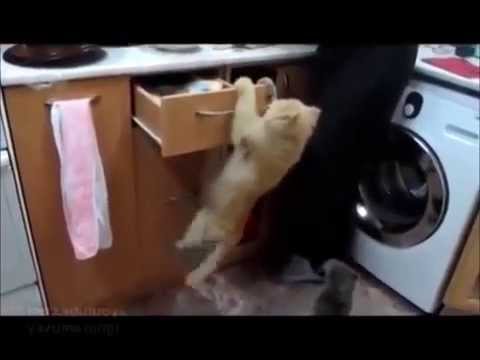 ドジって気まずい感じの猫の表情ｗｗ