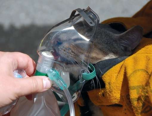 ドジって気まずい感じの猫の表情ｗｗ