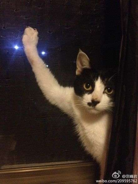 ドジって気まずい感じの猫の表情ｗｗ