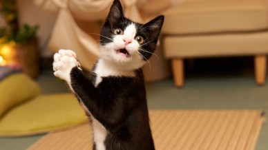 ドジって気まずい感じの猫の表情ｗｗ