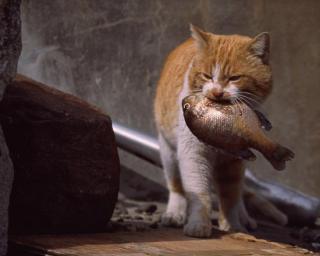 ふてぶてしい動物の画像