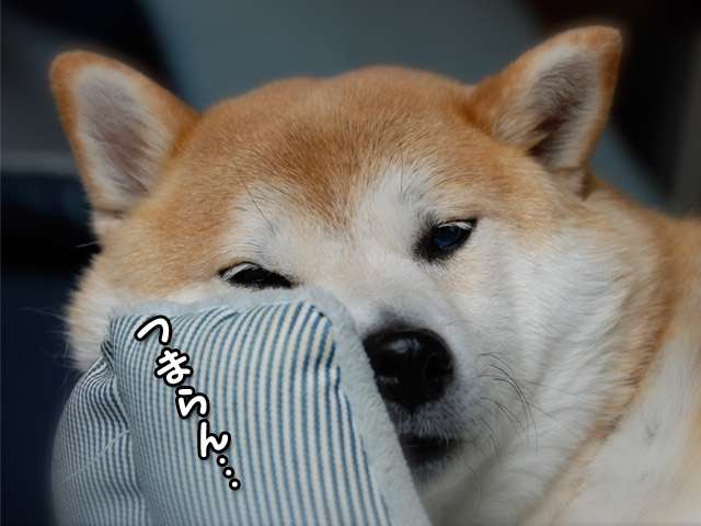 ふてぶてしい動物の画像