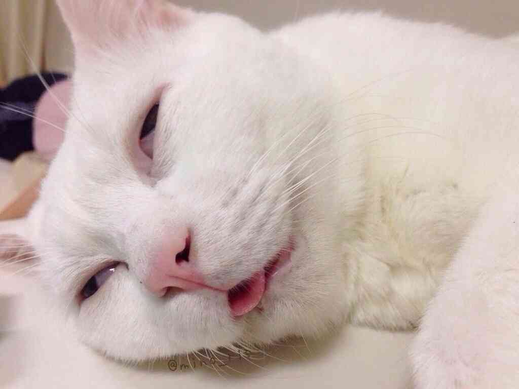 ふてぶてしい動物の画像