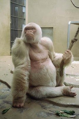 ふてぶてしい動物の画像