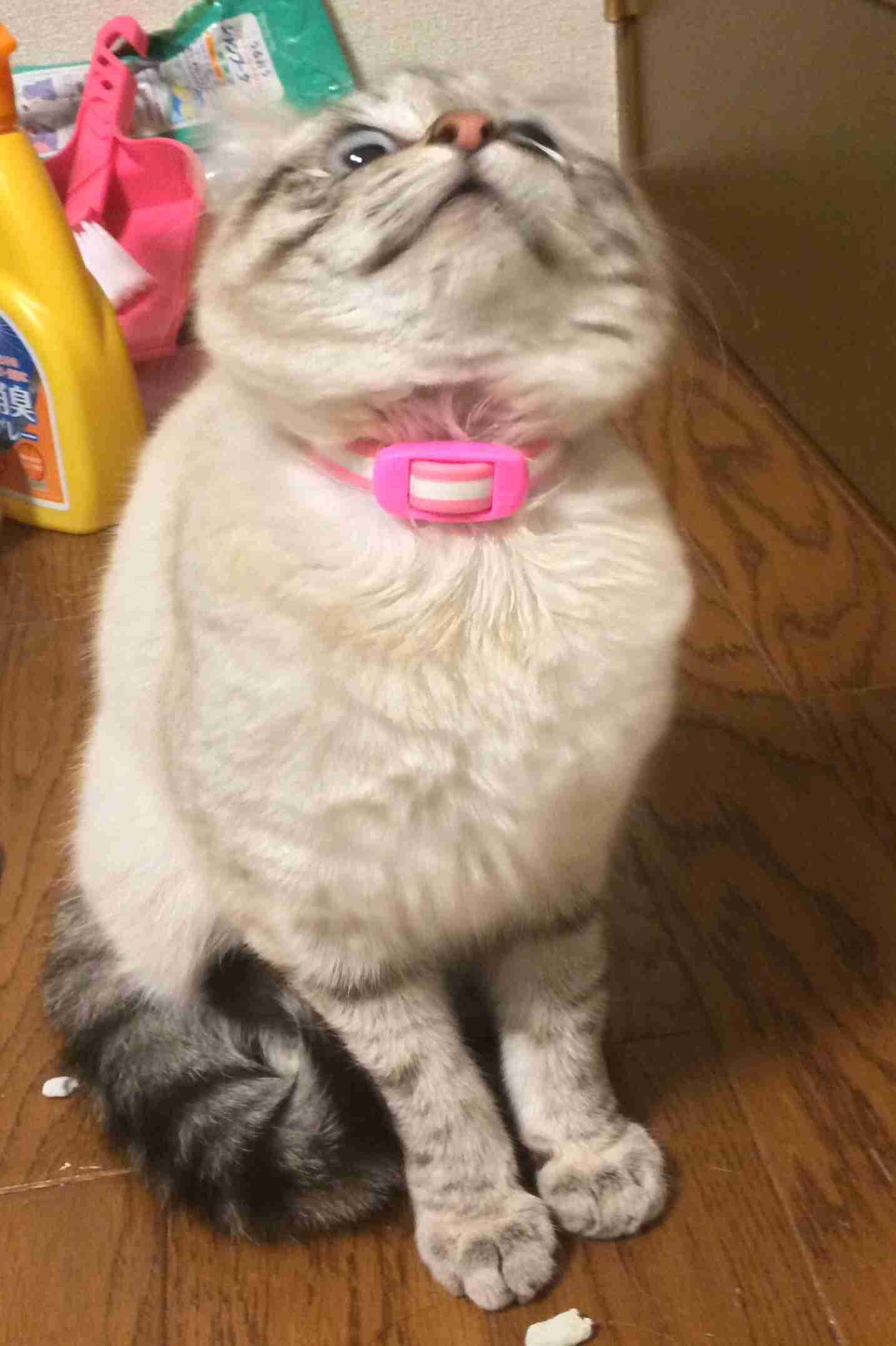 ふてぶてしい動物の画像
