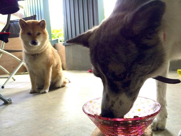 ふてぶてしい動物の画像