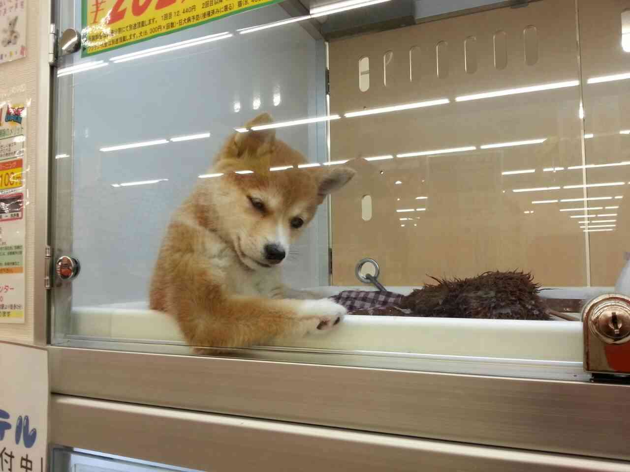 ふてぶてしい動物の画像