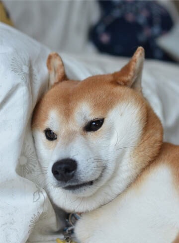 ふてぶてしい動物の画像