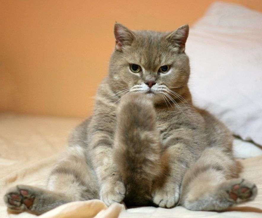 ふてぶてしい動物の画像