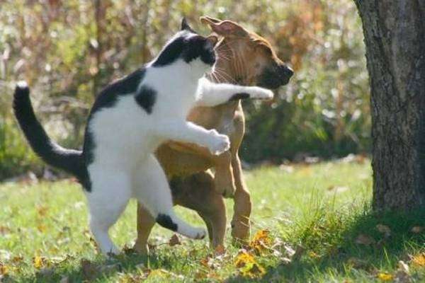 ふてぶてしい動物の画像