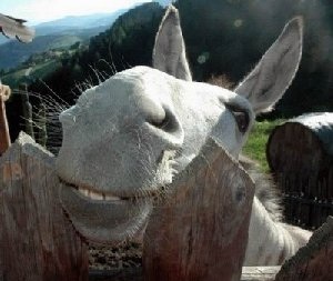 ふてぶてしい動物の画像