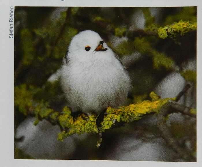 ふてぶてしい動物の画像