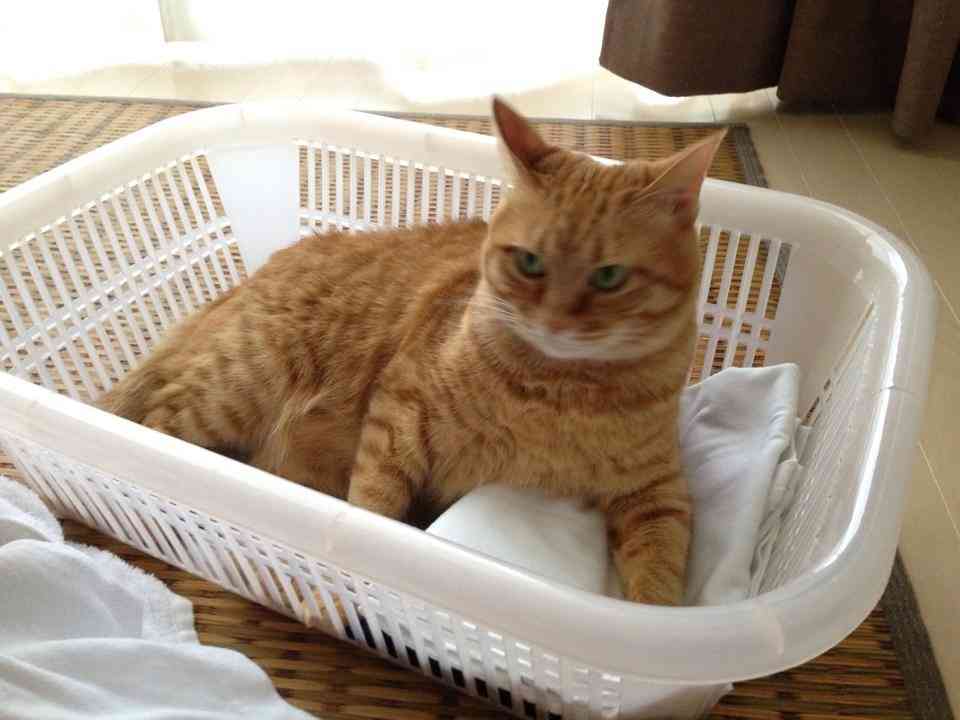 ふてぶてしい動物の画像