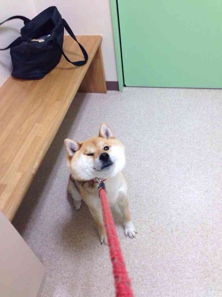 ふてぶてしい動物の画像