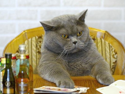 ふてぶてしい動物の画像