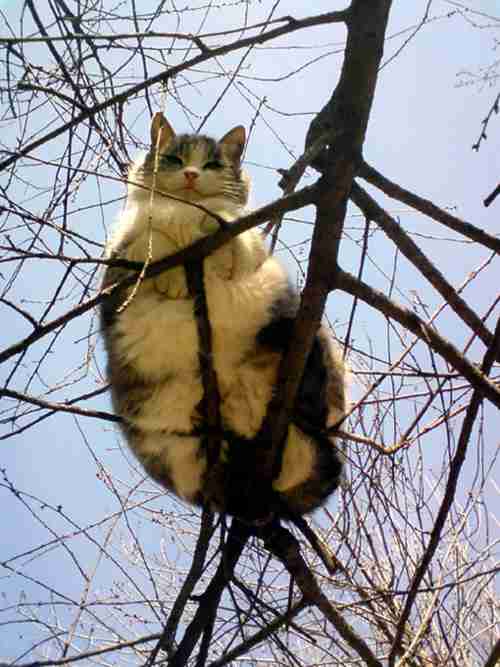 ふてぶてしい動物の画像
