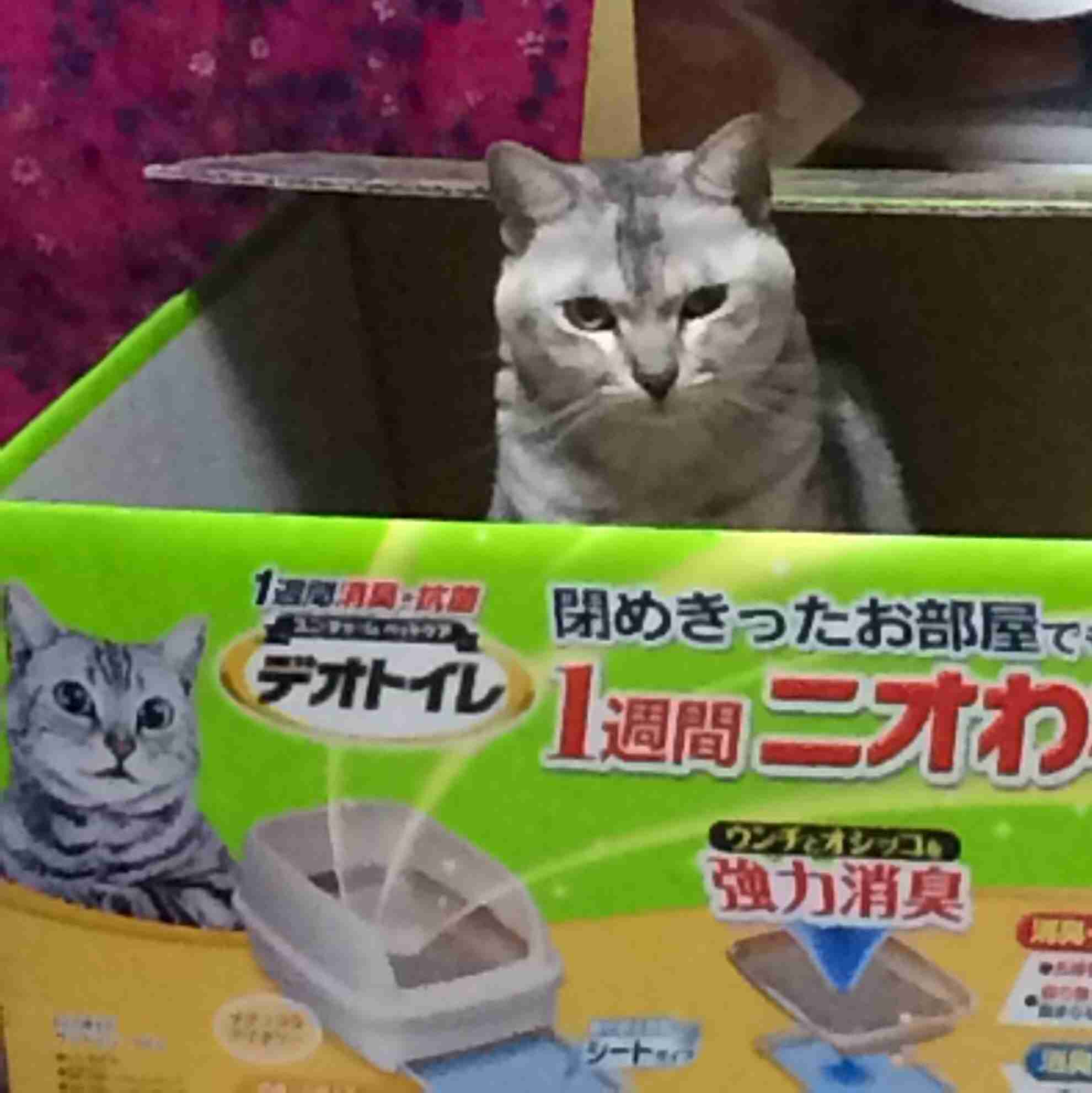 ふてぶてしい動物の画像