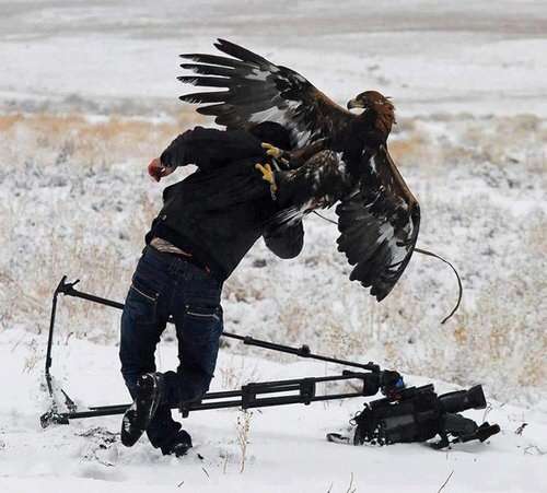 ふてぶてしい動物の画像