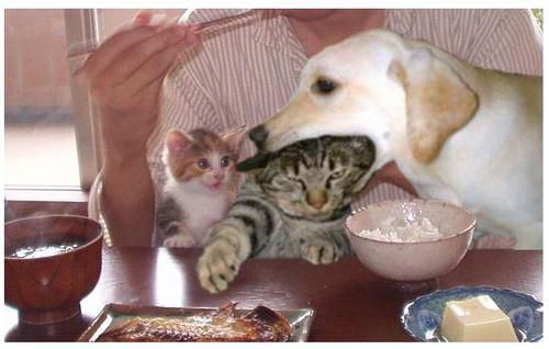 ふてぶてしい動物の画像
