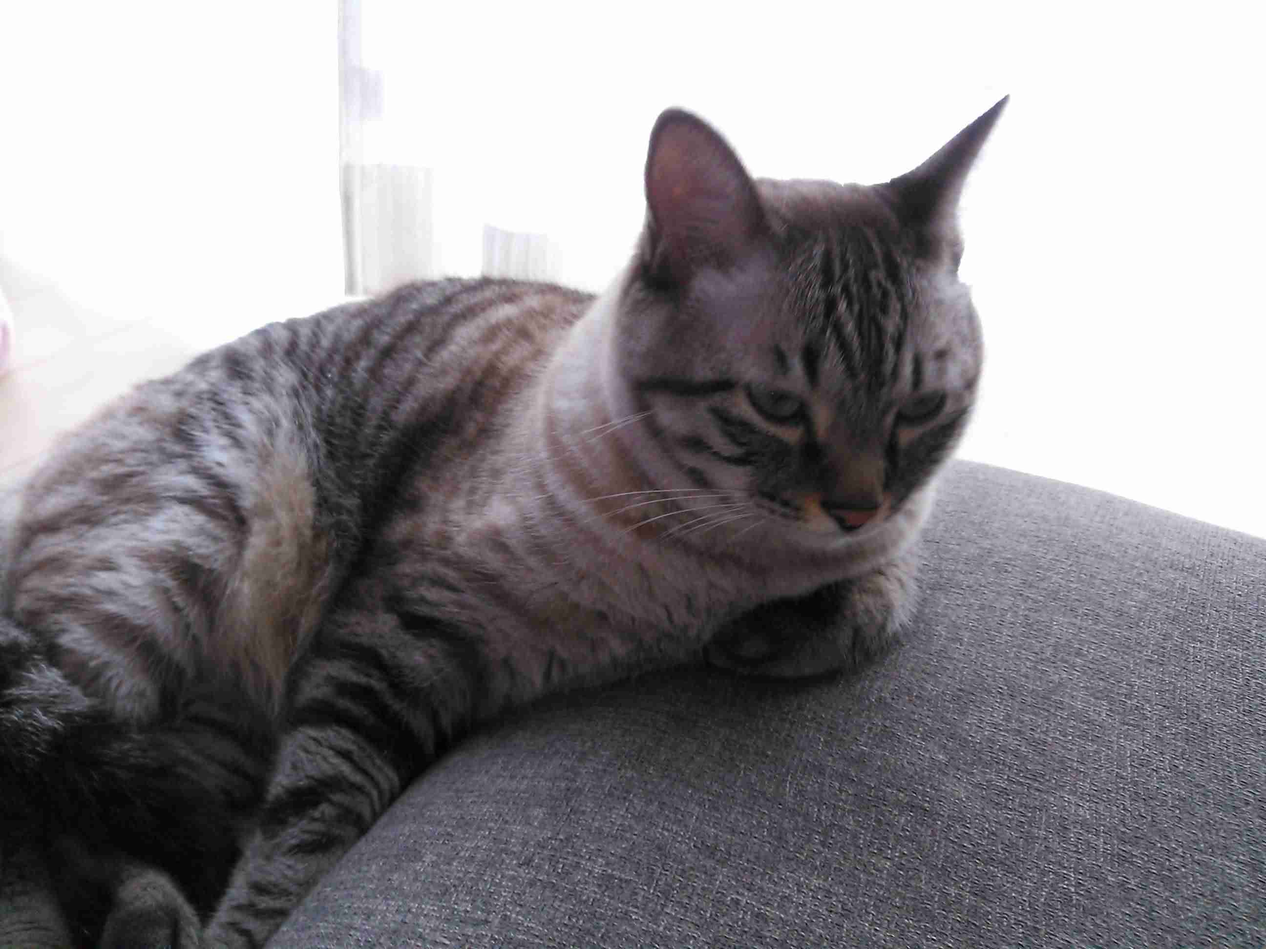 ふてぶてしい動物の画像