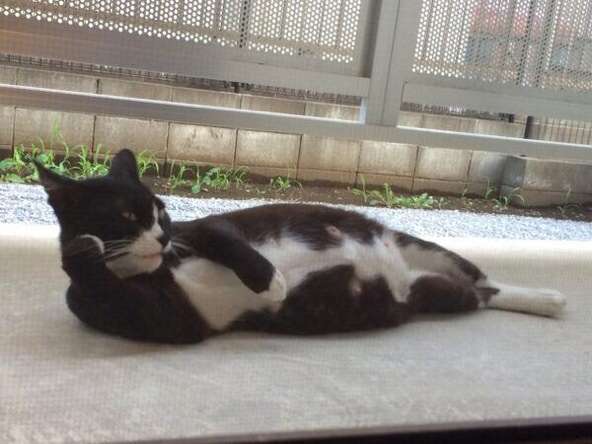 ふてぶてしい動物の画像