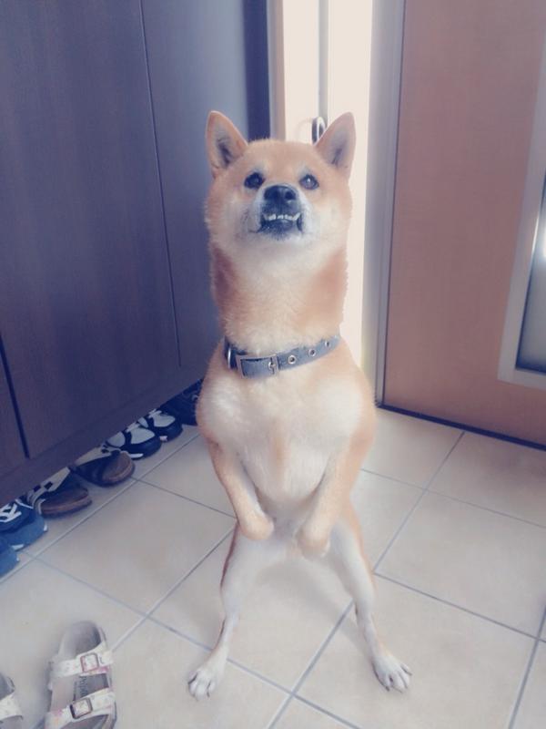 ふてぶてしい動物の画像