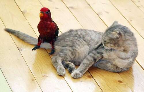 ふてぶてしい動物の画像