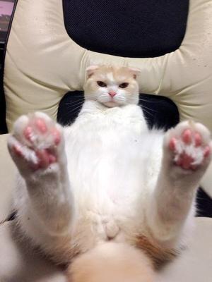 ふてぶてしい動物の画像