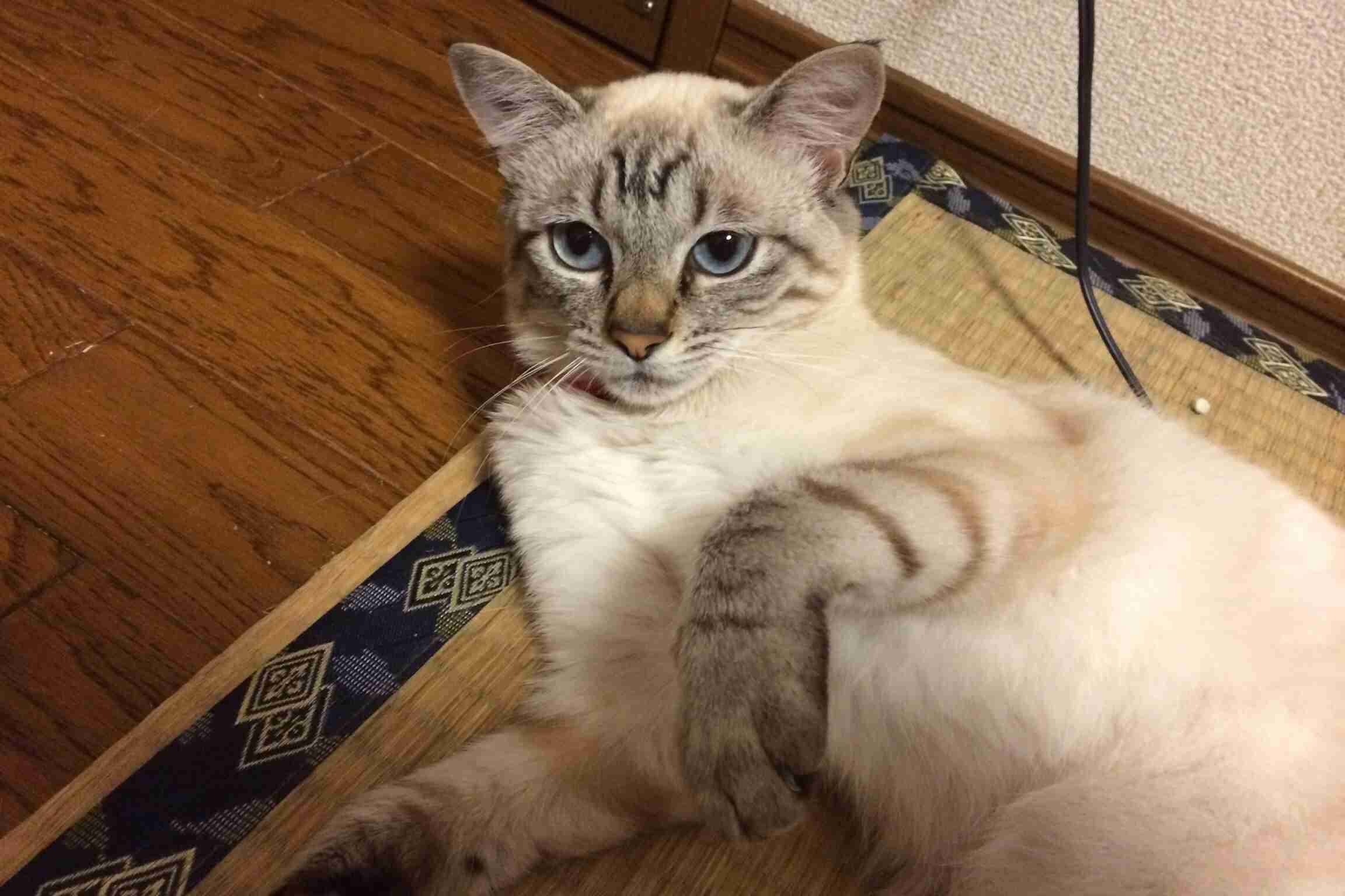 ふてぶてしい動物の画像