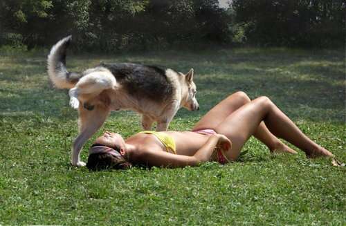 ふてぶてしい動物の画像