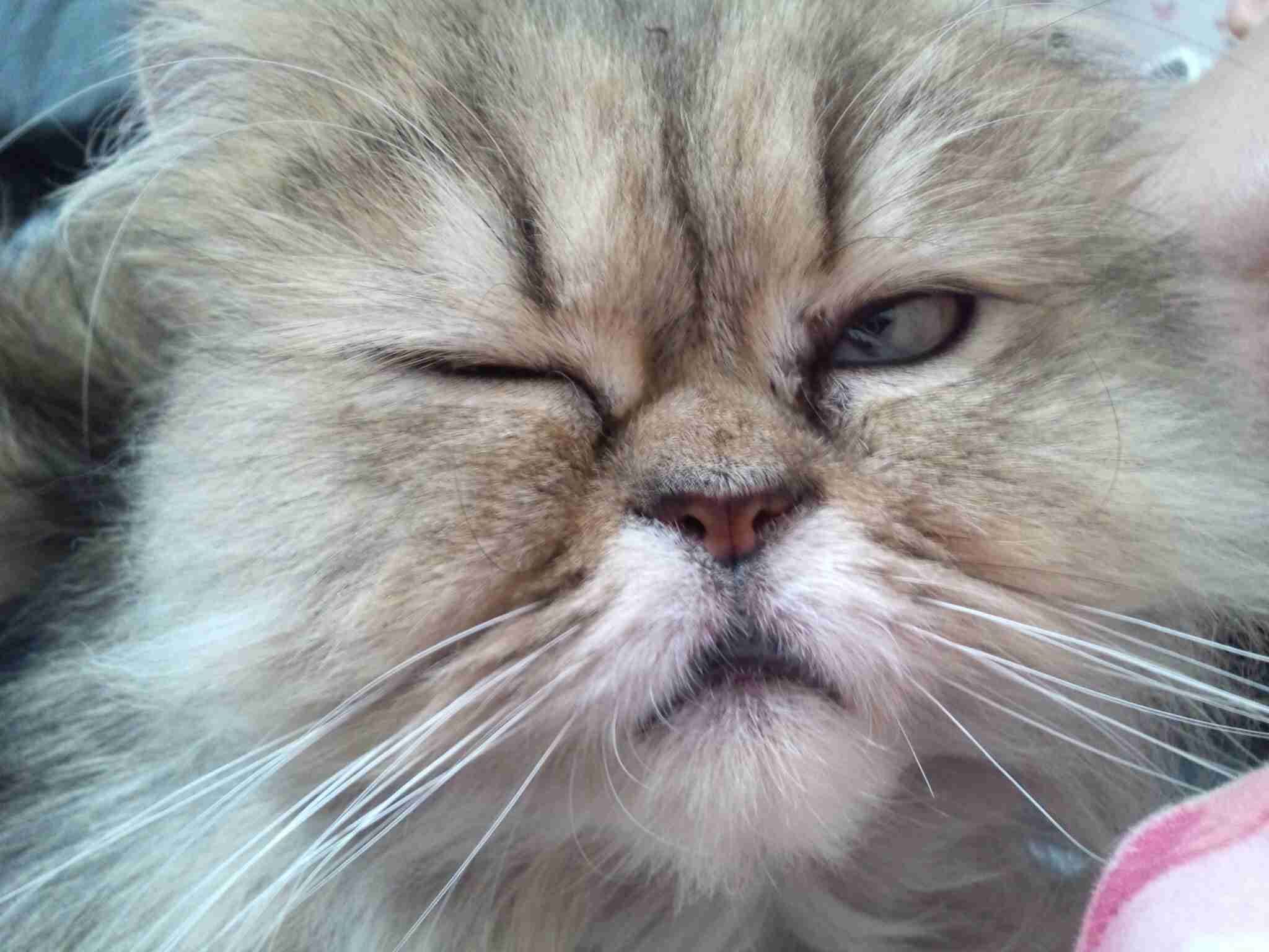 ふてぶてしい動物の画像