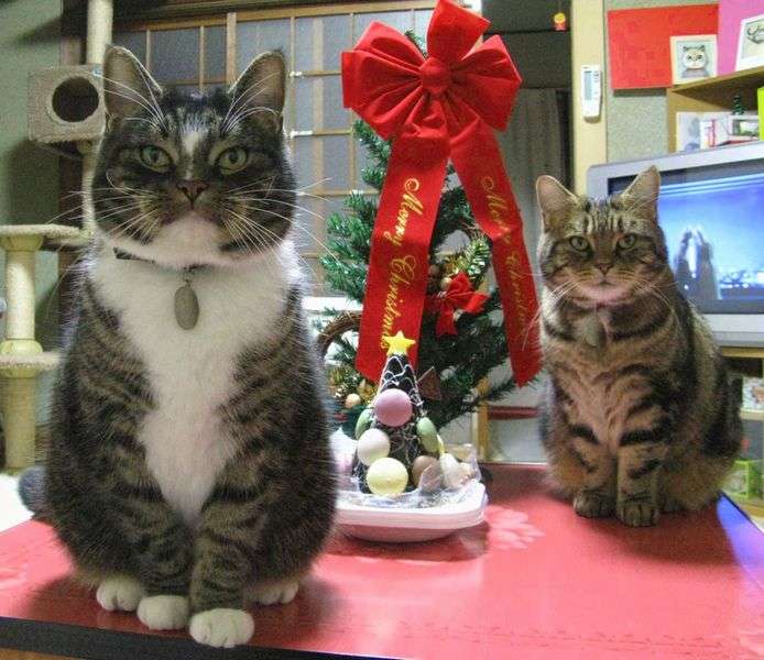 ふてぶてしい動物の画像