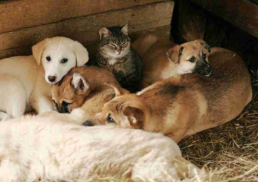ふてぶてしい動物の画像