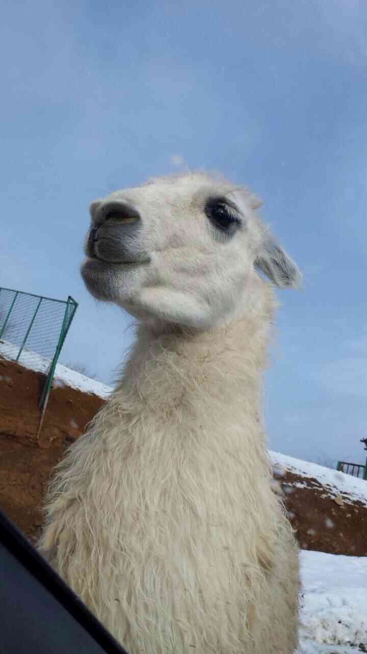 ふてぶてしい動物の画像