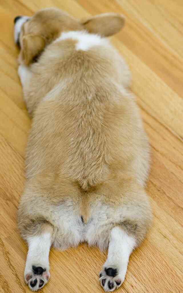 ふてぶてしい動物の画像