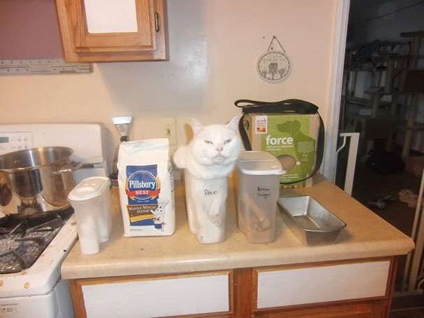 ふてぶてしい動物の画像