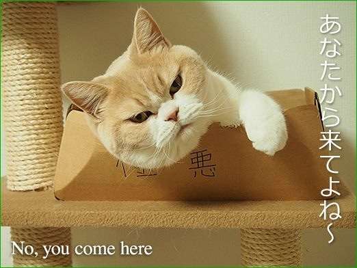 ふてぶてしい動物の画像