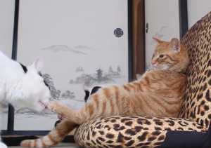 ふてぶてしい動物の画像