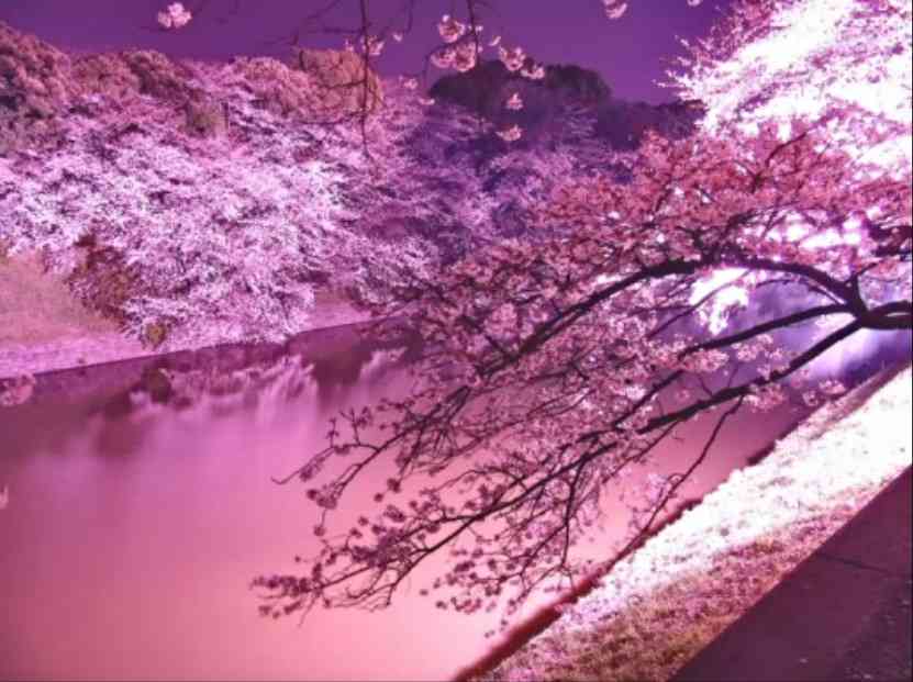 夜景を楽しむトピ