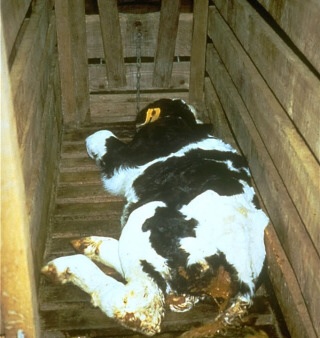 【衝撃】瀕死だったマクドナルドが妖怪ウォッチとコラボした結果をご覧くださいw