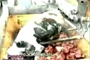 【衝撃】瀕死だったマクドナルドが妖怪ウォッチとコラボした結果をご覧くださいw