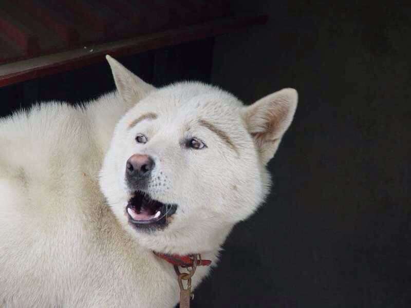 怠惰自慢
